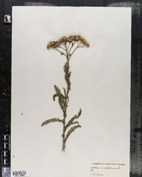 Achillea millefolium image