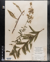 Solidago rugosa image