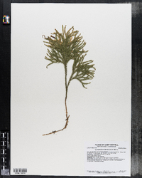 Lycopodium dendroideum image