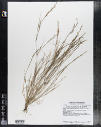 Aristida dichotoma var. dichotoma image