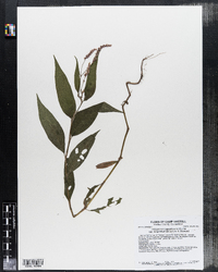 Polygonum cespitosum image