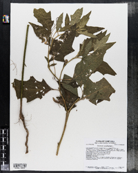 Solanum carolinense image