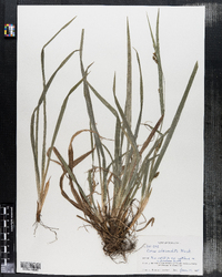 Carex abscondita image