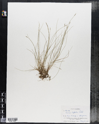 Carex leptalea image