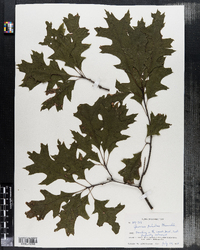 Quercus palustris image