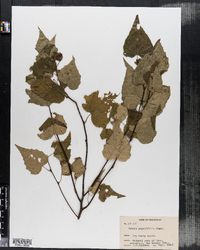 Betula populifolia image