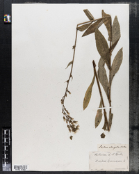 Image of Lactuca elongata