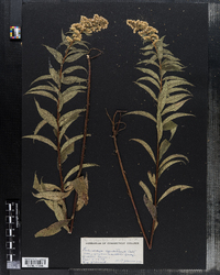 Solidago gigantea image