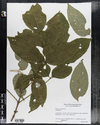 Fraxinus americana image