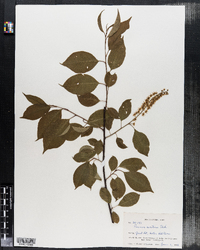 Prunus serotina image