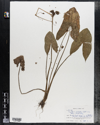 Sagittaria latifolia image
