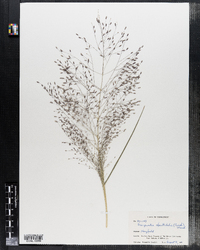 Eragrostis spectabilis image