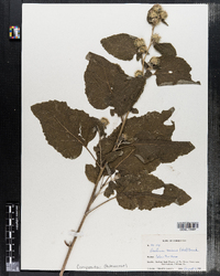 Arctium minus image