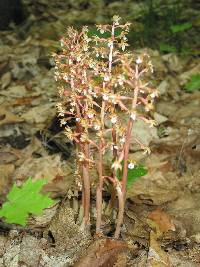 Image of Corallorhiza maculata