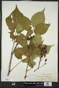 Rubus allegheniensis image