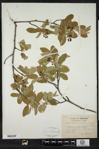 Amelanchier canadensis image