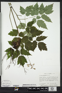 Actaea pachypoda image