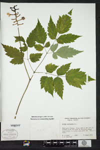 Actaea pachypoda image