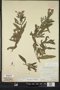 Epilobium hirsutum image