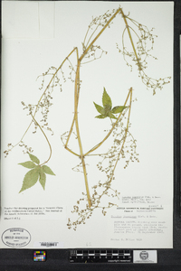 Humulus japonicus image