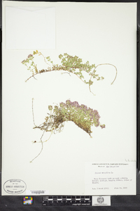 Thymus pulegioides image