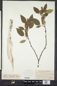 Betula papyrifera image