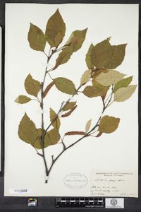 Betula papyrifera image