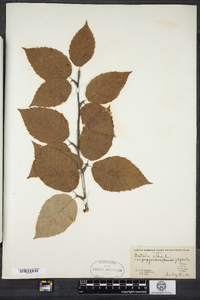 Betula papyrifera image