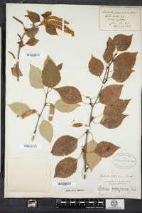 Betula populifolia image