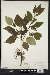 Cornus alternifolia image