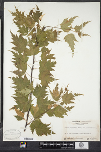 Betula populifolia image