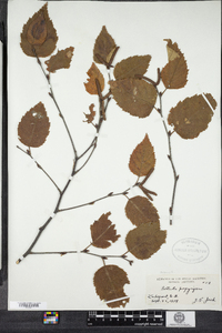 Betula papyrifera image