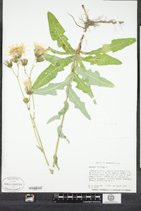 Sonchus arvensis image