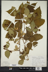 Rubus pensilvanicus image