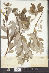 Salix bebbiana image