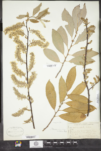 Salix bebbiana image