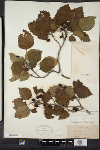 Crataegus macrosperma image