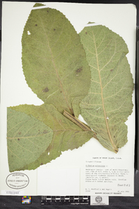 Verbascum phlomoides image