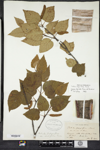 Betula papyrifera var. cordifolia image