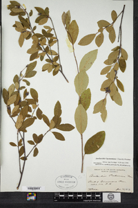 Amelanchier bartramiana image