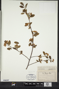 Amelanchier bartramiana image