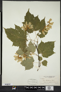 Acer spicatum image