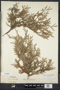 Thuja occidentalis image