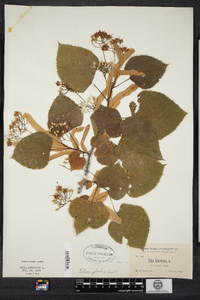 Tilia americana image