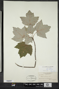 Acer rubrum image