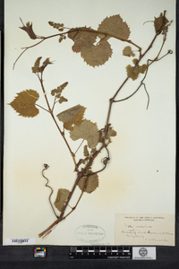 Vitis vulpina image