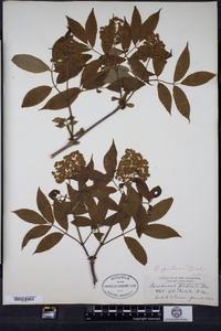 Sambucus racemosa image