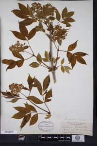 Sambucus racemosa image