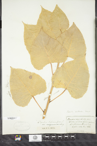 Populus deltoides image