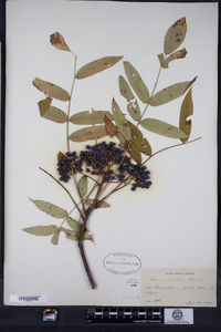 Sorbus americana image